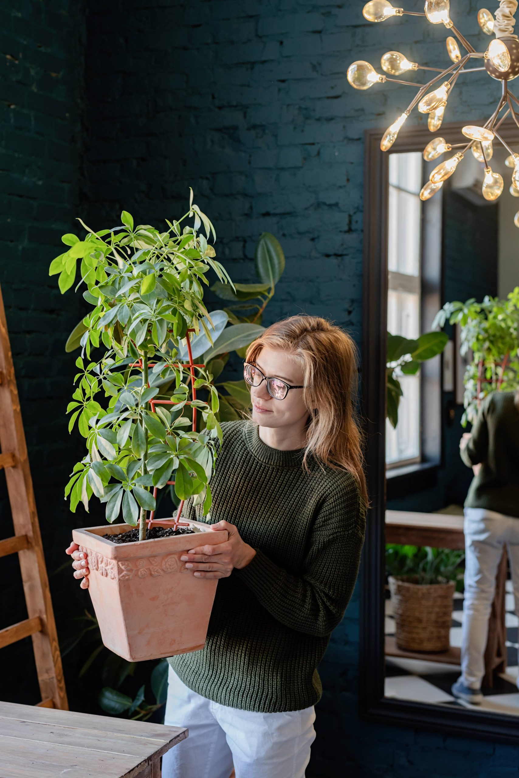 A Comprehensive Guide to Flowering Houseplants That Thrive in Low Light Conditions