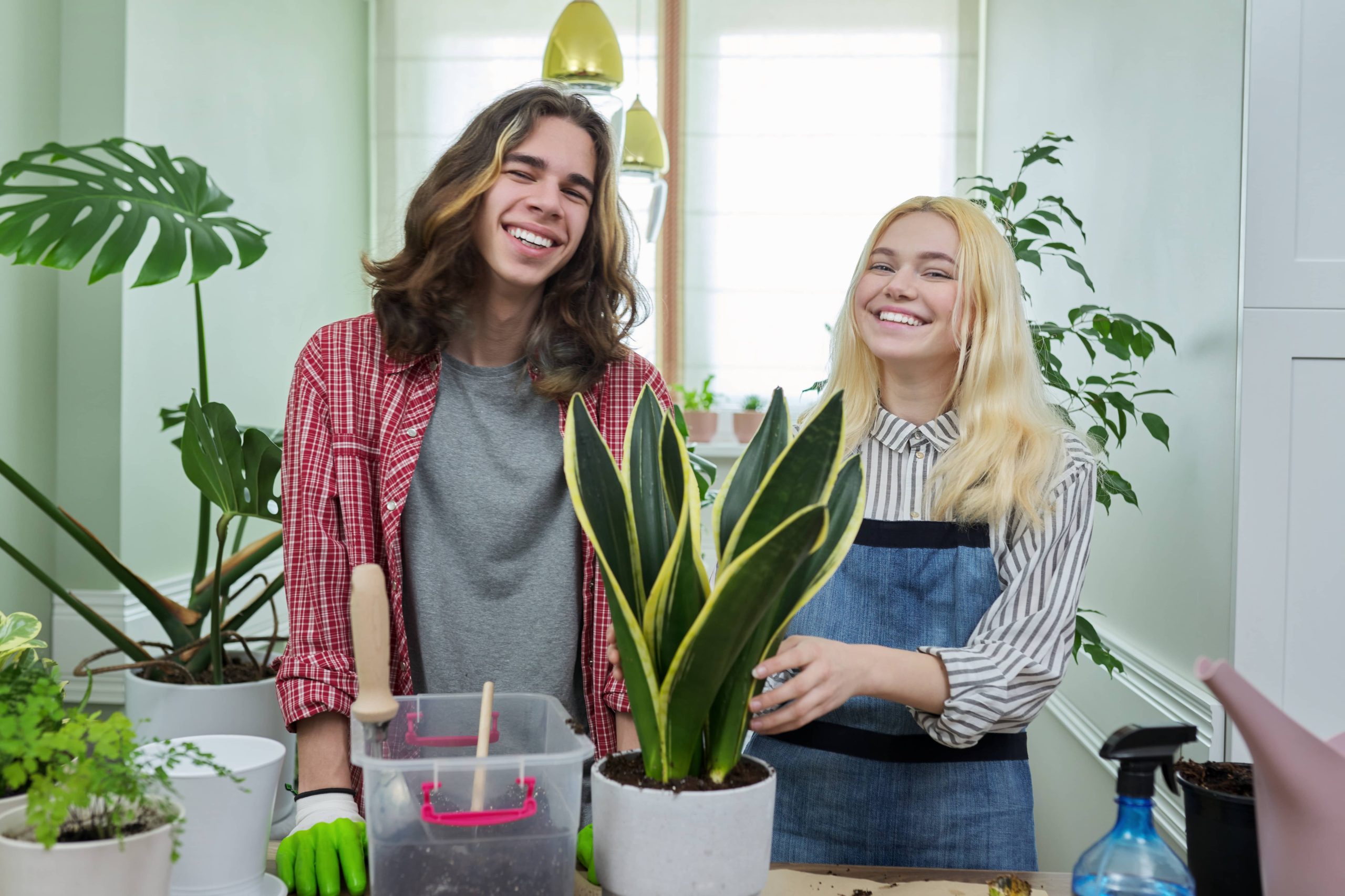 Achieving Optimal Drainage Techniques to Enhance Houseplant Health