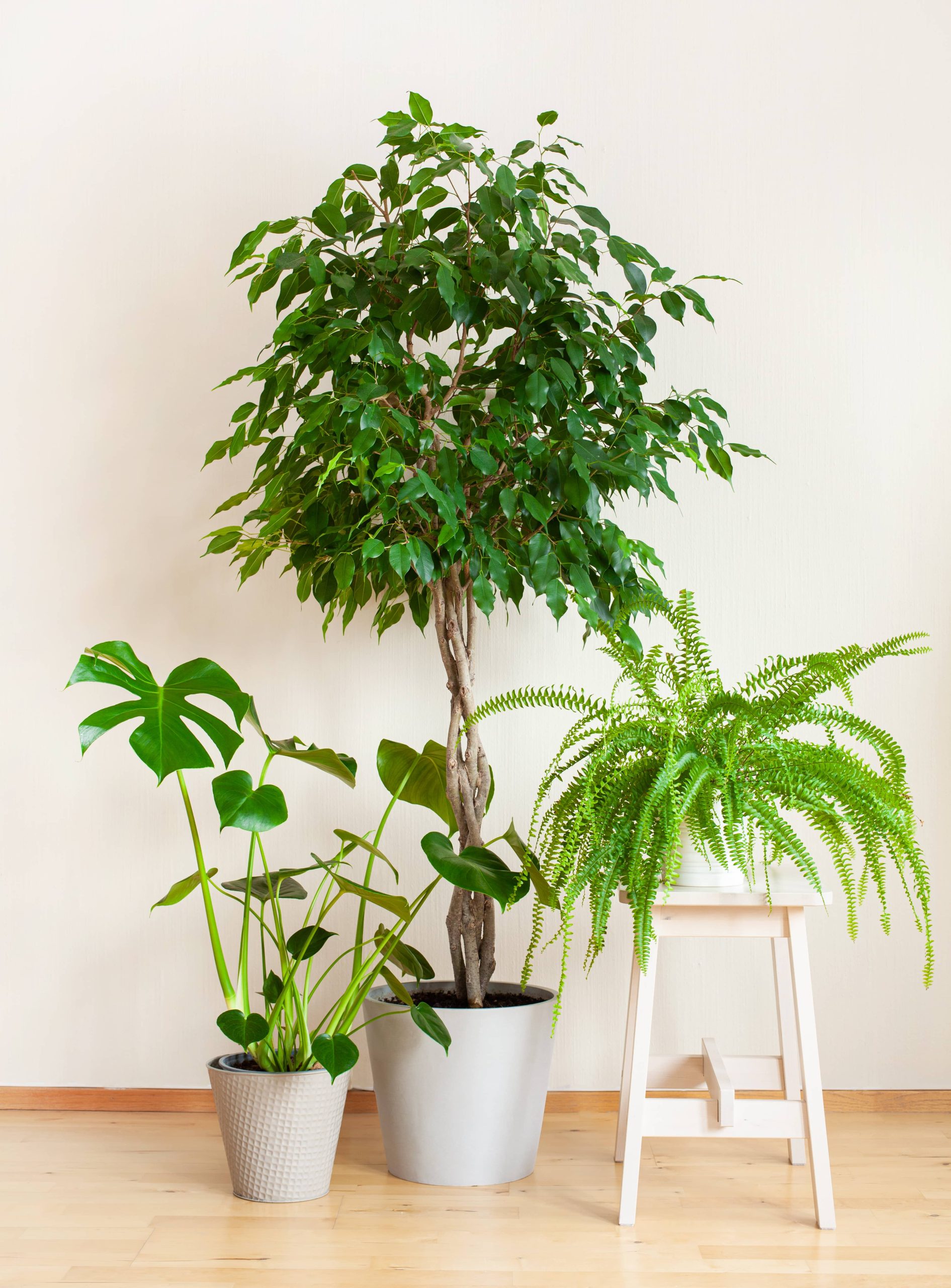 Effective Methods for Controlling Indoor Plant Pests