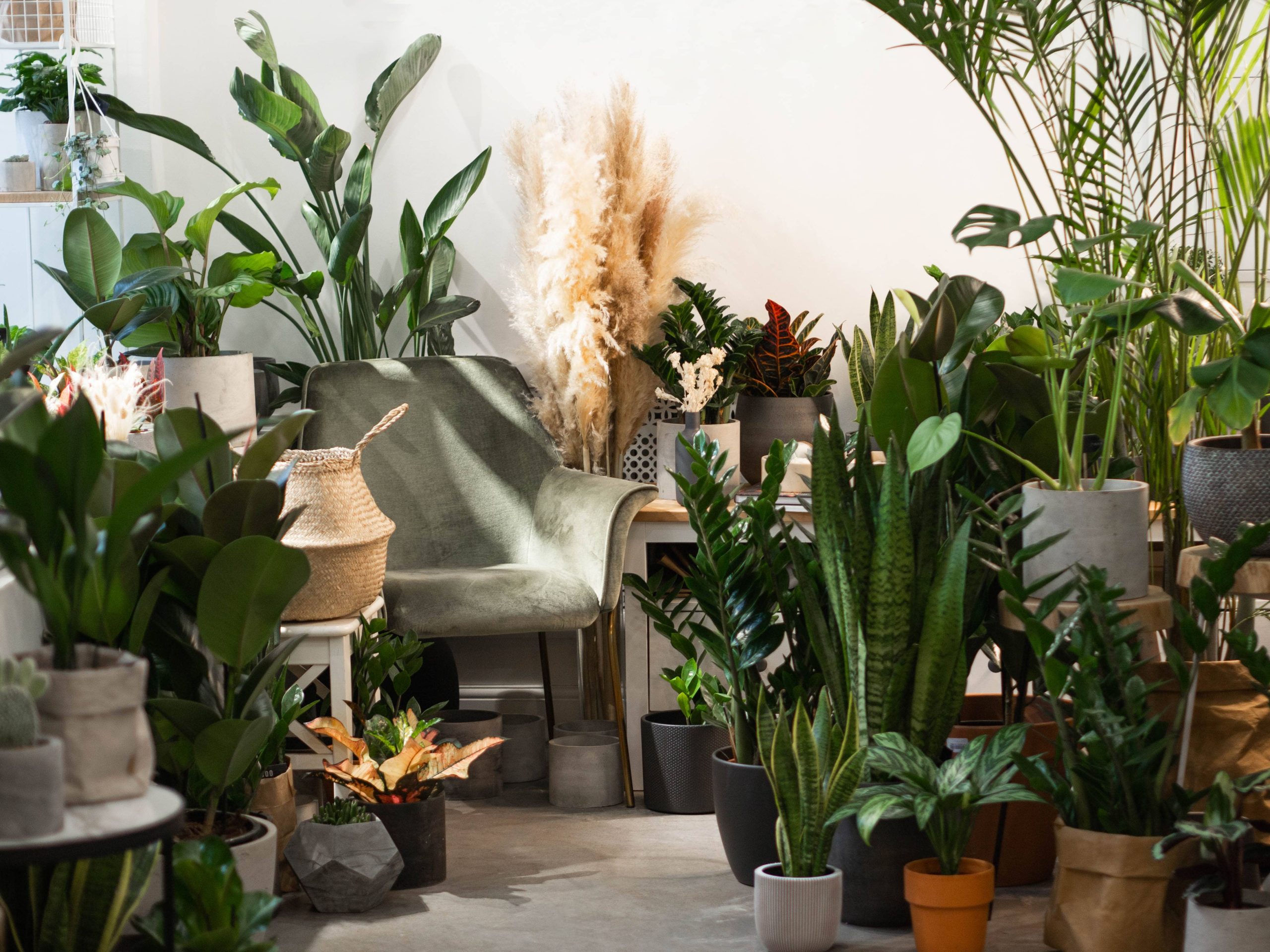 Houseplant Styling Trends for the Modern Home