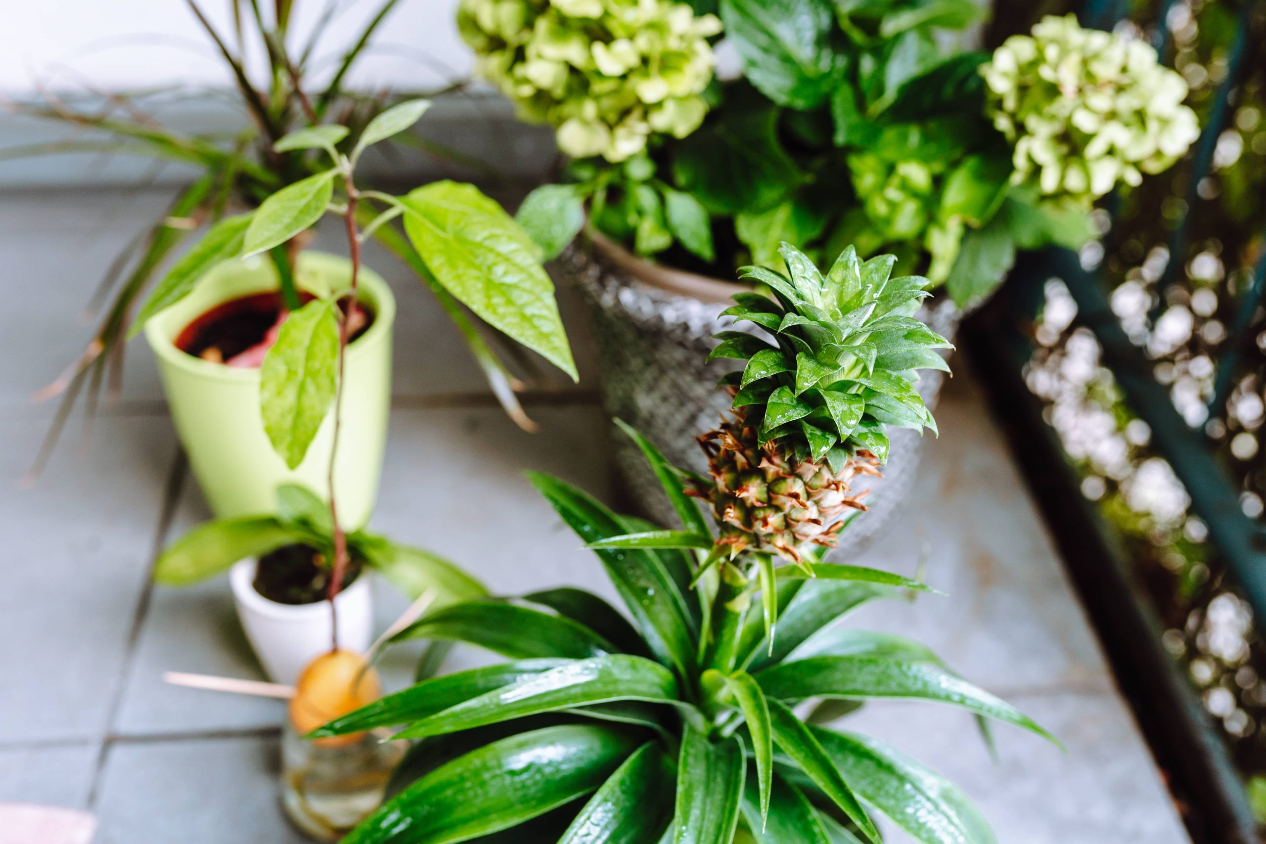 Houseplants for Dark Corners of Your Home That Thrive in Low Light