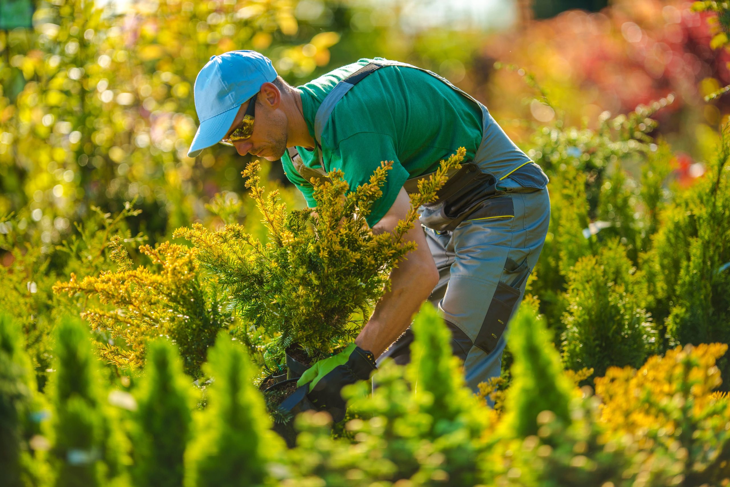 How to Design a Butterfly and Pollinator Garden in Your Backyard