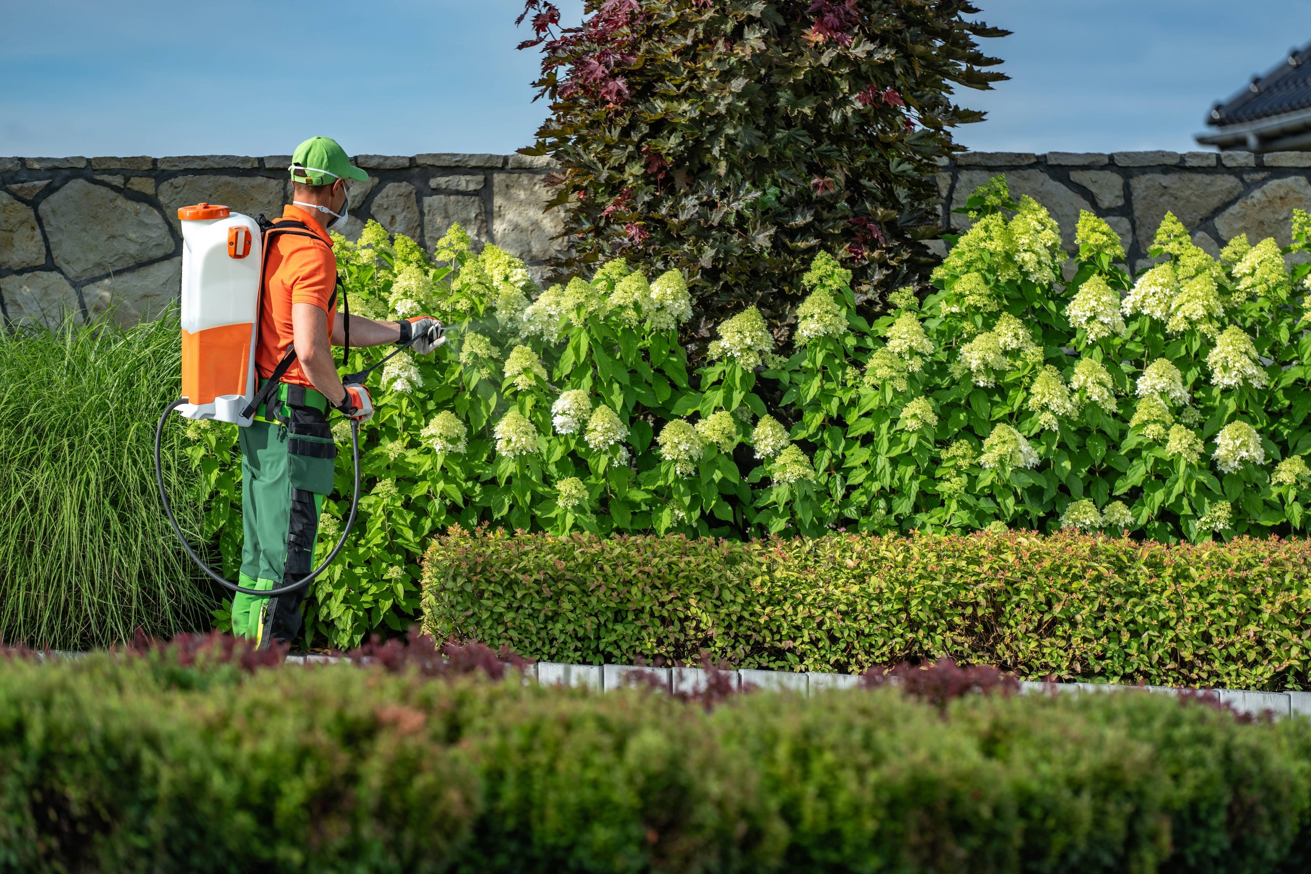 Selecting Drought-Resistant Plants for Your Climate