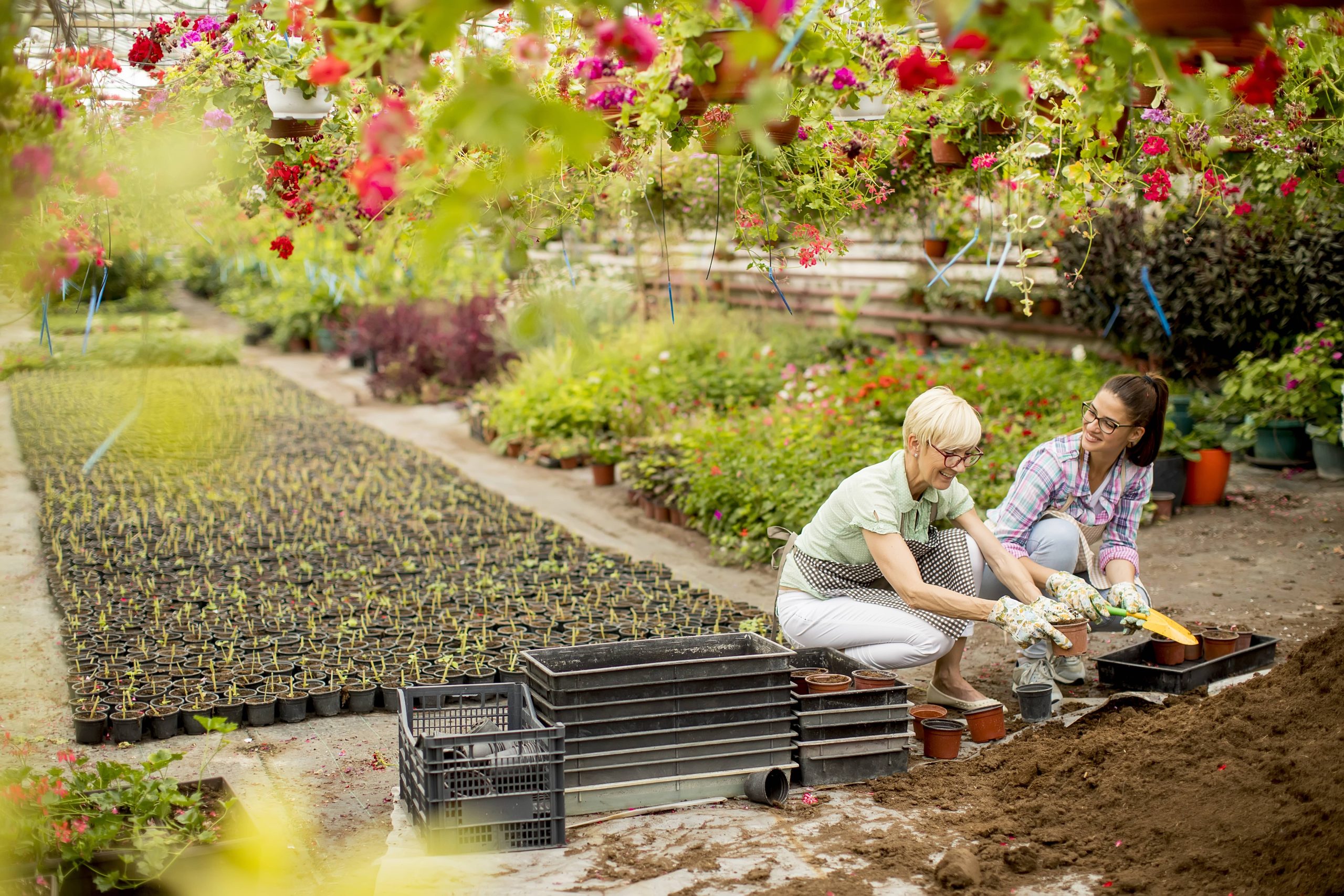 The Comprehensive Resource for Planting and Caring for Annuals