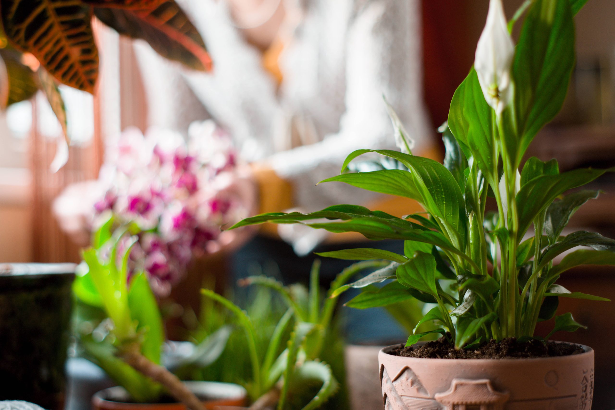 The Skill of Creating Small Indoor Trees Through Bonsai Artistry