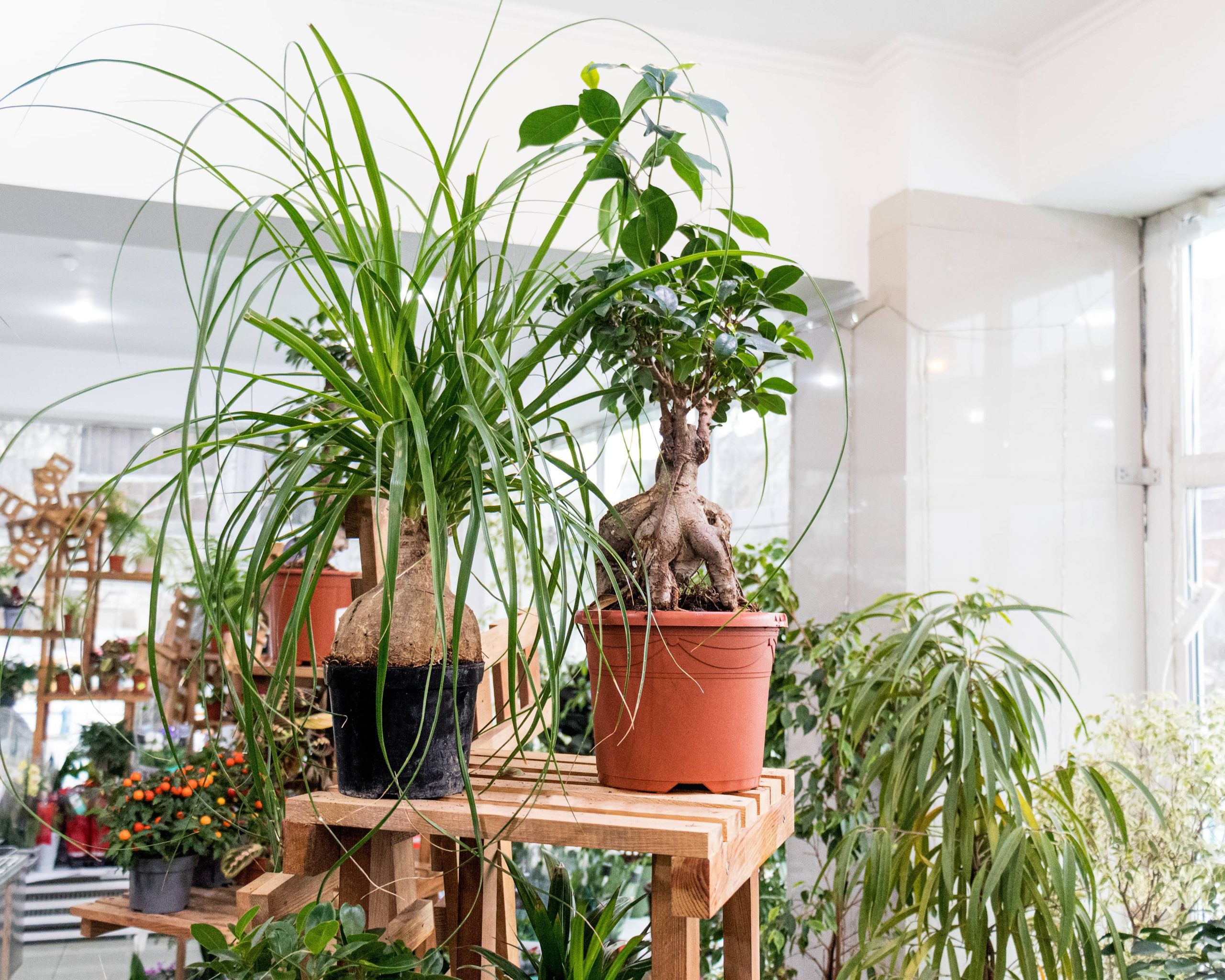 Vintage Plant Displays Using Repurposed Old Containers